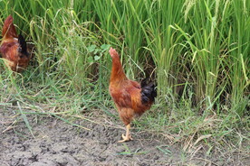 稻田土鸡