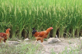 稻田散养鸡