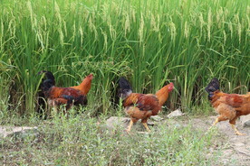 田园散养鸡