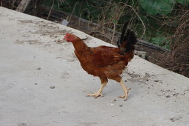 散养鸡