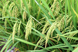 水稻特写