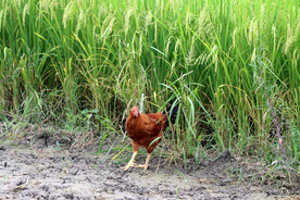 田园土鸡