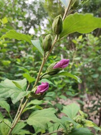 木槿花