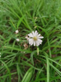 苦菜花