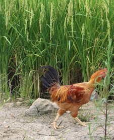 田园土鸡