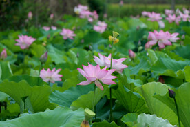 荷花盛开