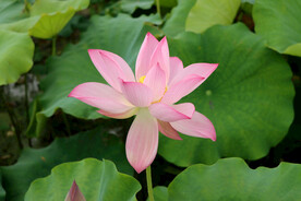 粉色荷花