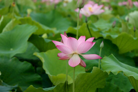 粉色荷花