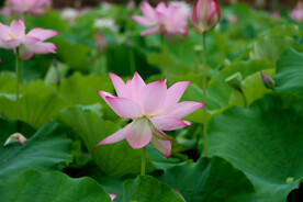 粉色荷花