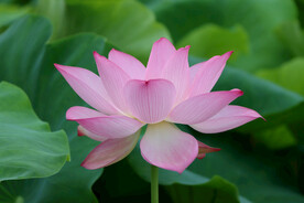 粉色荷花