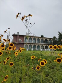 北京园博园印度馆小雏菊花草