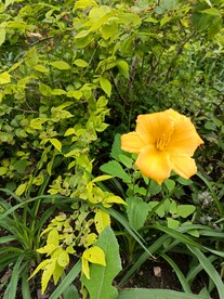 杂草丛生黄花萱草单枝大花朵枝叶