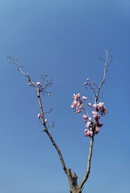 独秀