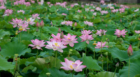荷花盛开
