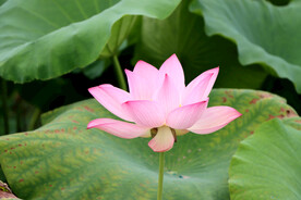 粉色荷花