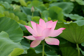 粉色荷花