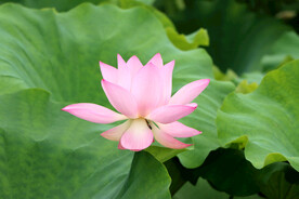 粉色荷花
