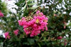 紫薇花