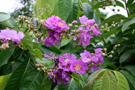 大叶紫薇花