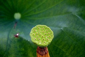 莲蓬莲子