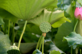莲蓬莲子