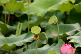 莲蓬莲子