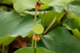 莲蓬莲子