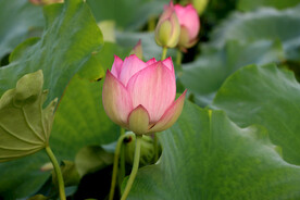 荷花花苞