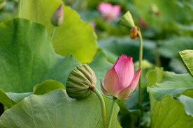 莲花花苞