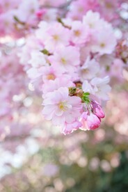 樱花