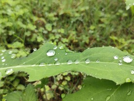 雨后绿叶 草坪 公园 水滴