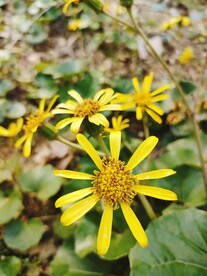 黄色小花  花丛 公园 