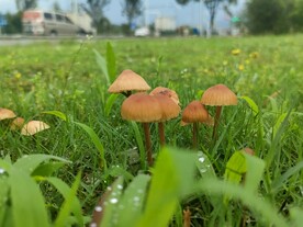 雨后蘑菇  公园  草坪 绿色