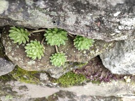 多肉 绿色 植物 石缝