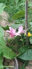 兰草花