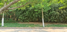 翠竹
