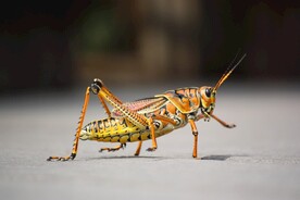 黄金蚂蚱
