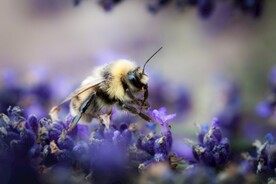 蜂