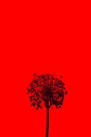 红色背景蒲公英