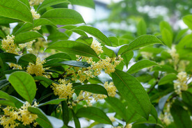 户外桂花花朵自然