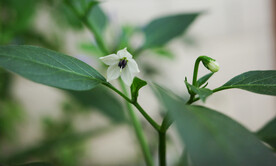 辣椒花