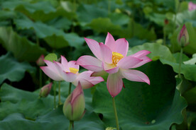 粉色荷花