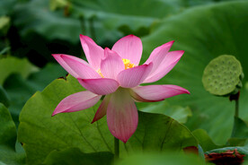 粉色荷花
