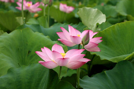 粉色荷花