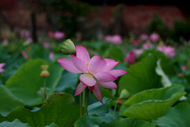 粉色荷花