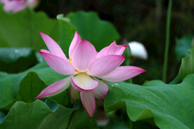 粉色荷花