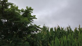 大树边的玉米地