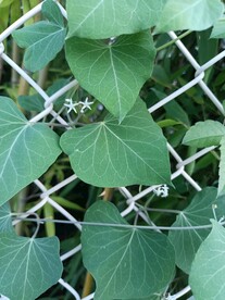 爬藤植物