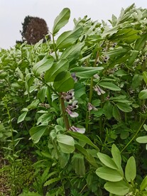 蚕豆花  
