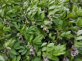 蚕豆花  